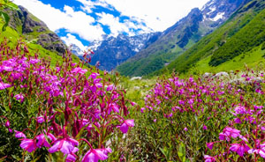Valley of Flowers